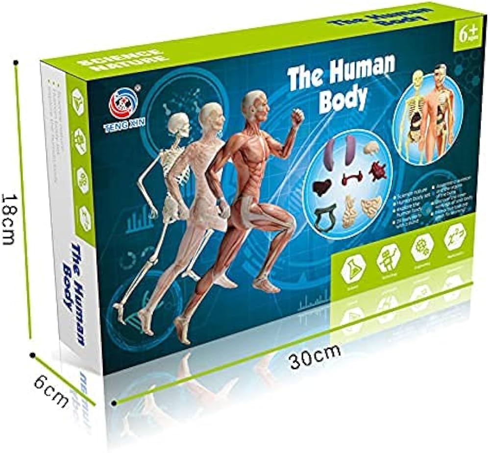 The Human Body