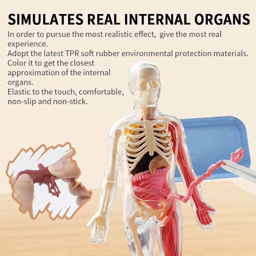 The Human Body